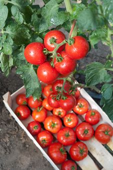 Picking Tomatoes Royalty Free Stock Image Picking Tomatoes Royalty Free Stock Image