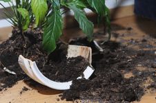 Broken Up Pot With Flower Stock Photo Broken Up Pot With Flower Stock Photo
