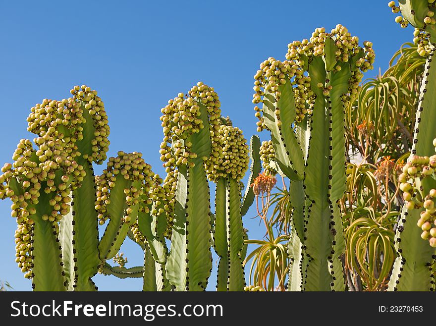 Euphorbia cactus with fruit against a blue sky