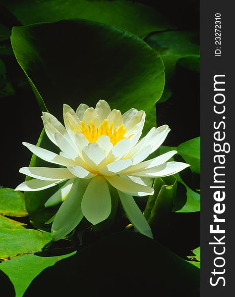 Sunshine bathes the white flower of a water lily in a spot light against the dark green curled leaves which are mostly in shadows. Sunshine bathes the white flower of a water lily in a spot light against the dark green curled leaves which are mostly in shadows.