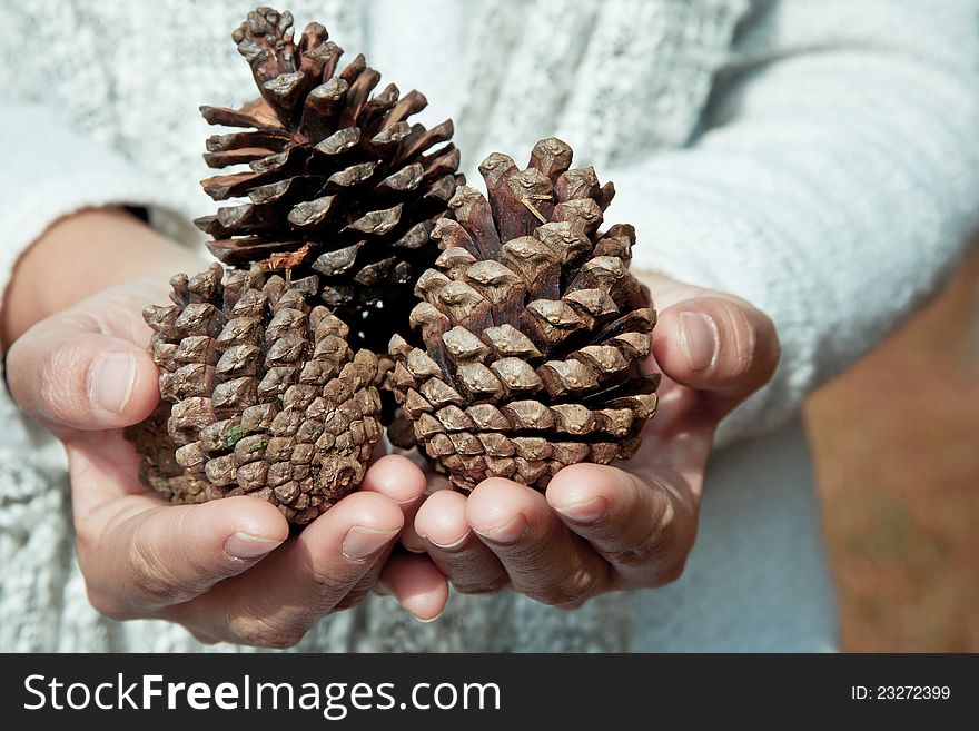 Hand holding cedar cone ,winter concept