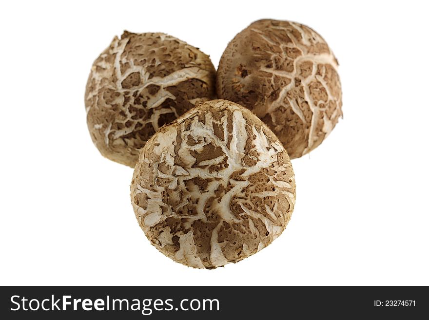 Closeup photography of Fresh Shiitake Mushroom isolated on white
