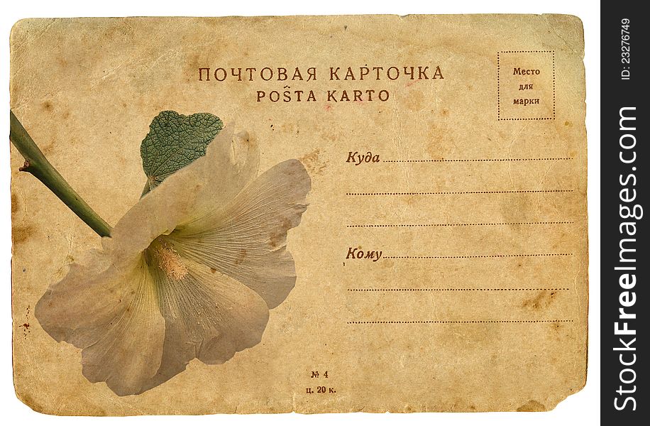 Blooming flower of mallow. Old postcard, design in grunge and retro style