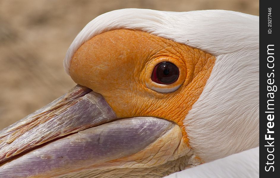 A very close up shot showing detail around a pelicans' eye and some beak detail. A very close up shot showing detail around a pelicans' eye and some beak detail.