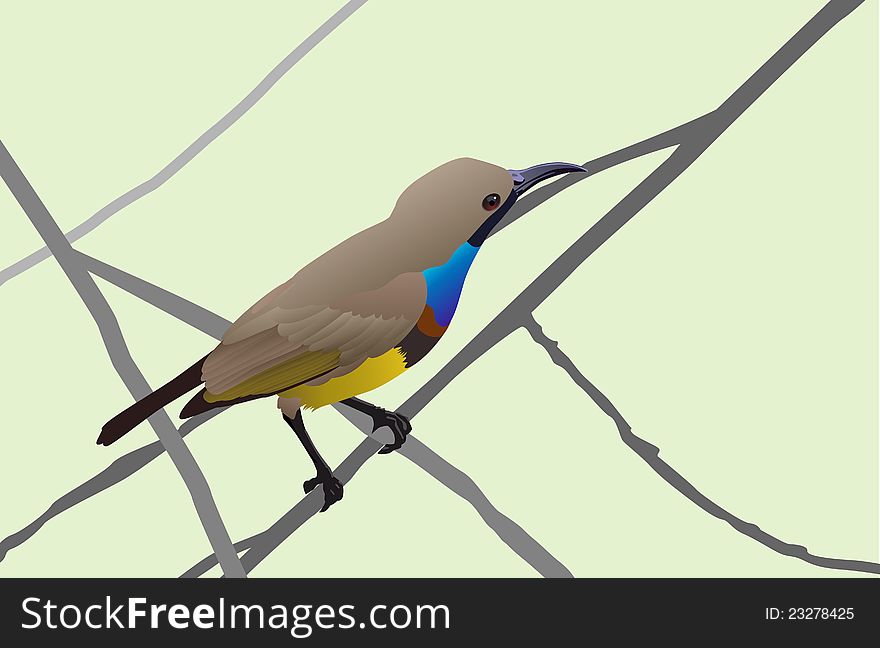 Beautiful sunbird on a branch