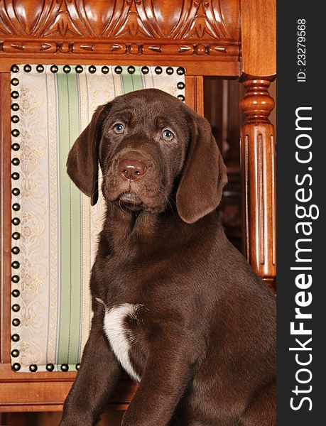 Portrait of very beautiful mixed-breed puppy brown color on the wooden chair. She looks imperial and noble. Portrait of very beautiful mixed-breed puppy brown color on the wooden chair. She looks imperial and noble