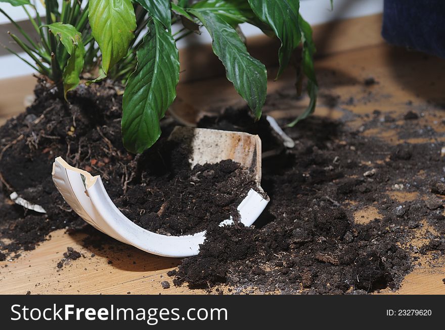 Broken up pot with flower