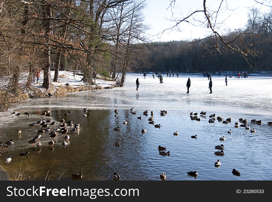 Ducks gathering on a ice-free point in a frozen forest-lake that is used by people for ice scating - Stuttgart 05.02.2012. Ducks gathering on a ice-free point in a frozen forest-lake that is used by people for ice scating - Stuttgart 05.02.2012
