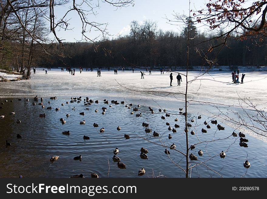 Ducks gathering on a ice-free point in a frozen forest-lake that is used by people for ice scating - Stuttgart. Ducks gathering on a ice-free point in a frozen forest-lake that is used by people for ice scating - Stuttgart