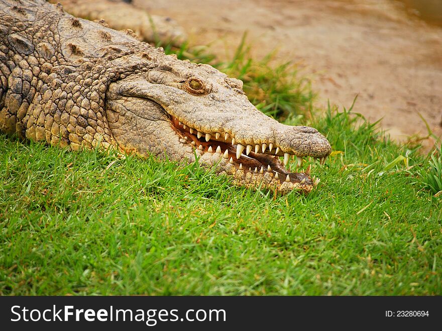 Crocodile in South African Addo Elefant Park. Crocodile in South African Addo Elefant Park