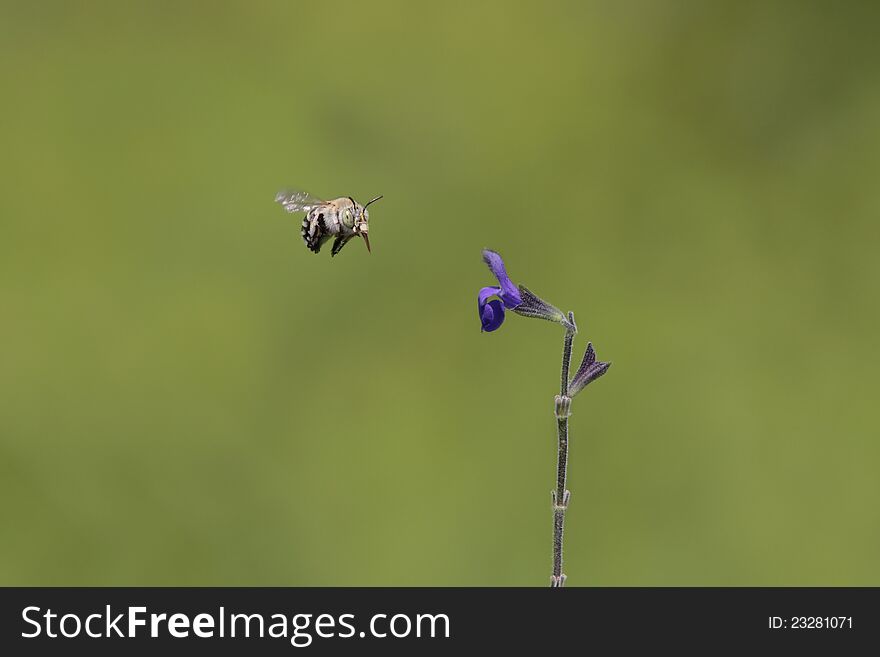 Rare picture of a Blue Banded Bees (Amegilla) approaching a flower of Salvia chamaedryoides (indigo Blue). The speed and unpredictable movement on the bees make it really hard to catch them in mid flight. These bees (mostly 8-13 mm long), with glittering stripes of blue or whitish hair across their black abdomens.The females build nests in shallow burrows in the ground but they may also nest in mudbrick houses or in soft mortar.