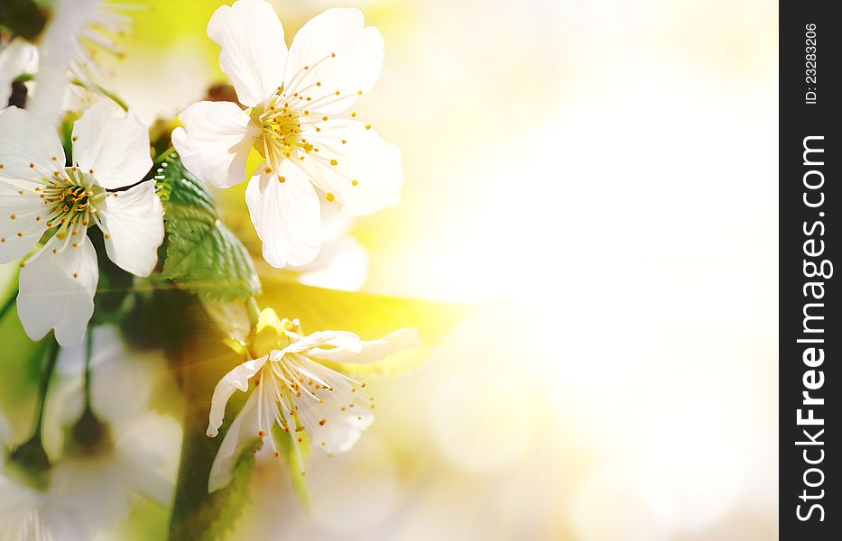 Background With A Blossoming Branch