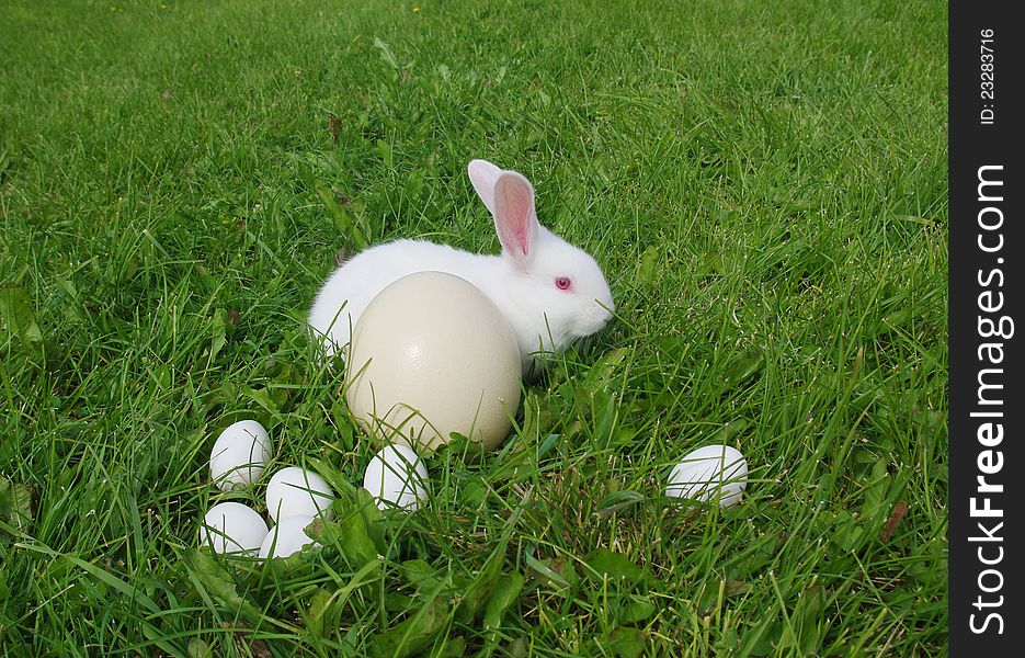 Eggs and rabbit on a grass