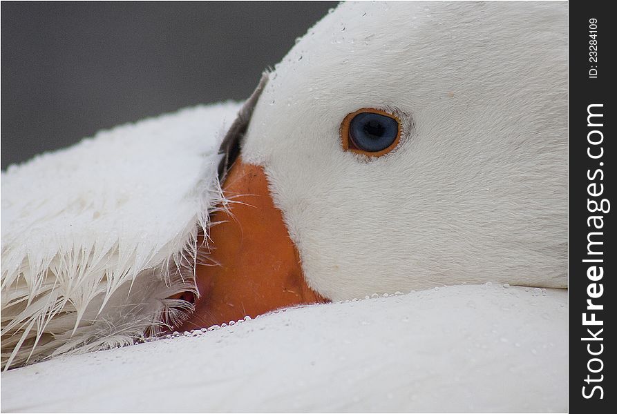 A white goose resting with his head under his wing.