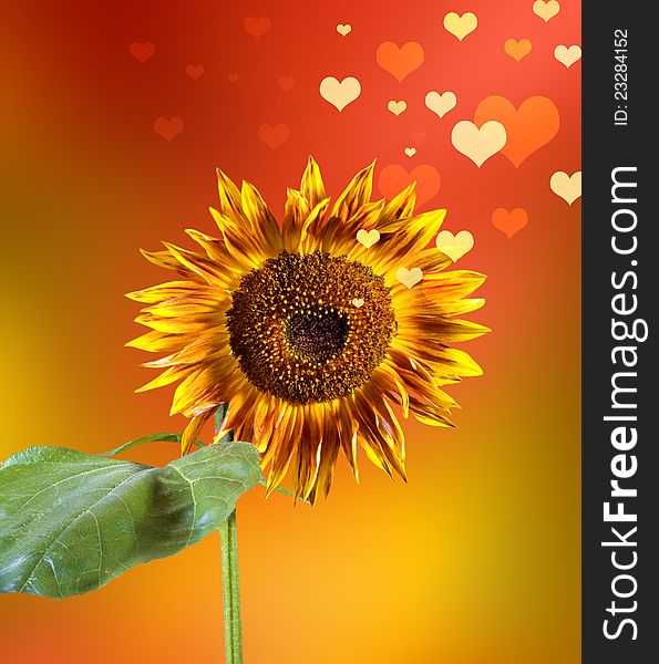 Valentine Sunflower