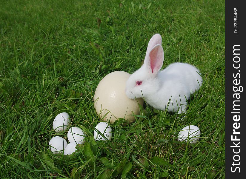 Easter rabbit and eggs on a grass