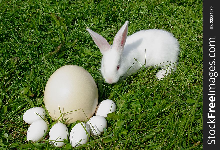 Rabbit and eggs on a grass
