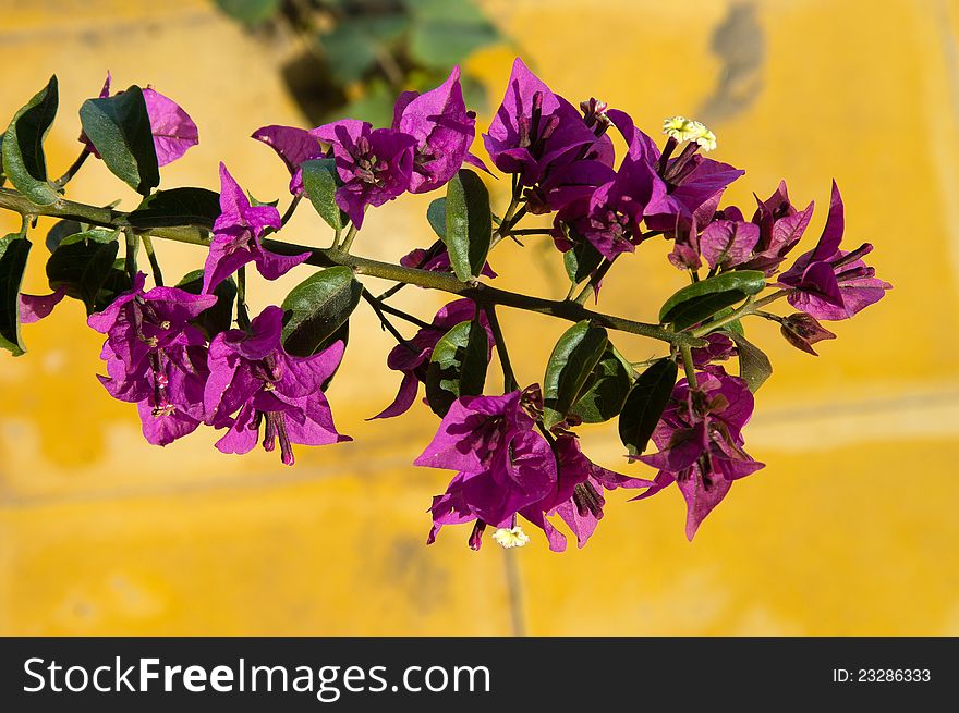 Violet flowers of bougainvillea on yellow background