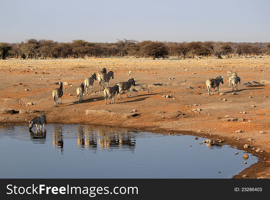 Herd Of Burchell Zebras In Etosha Wildpark