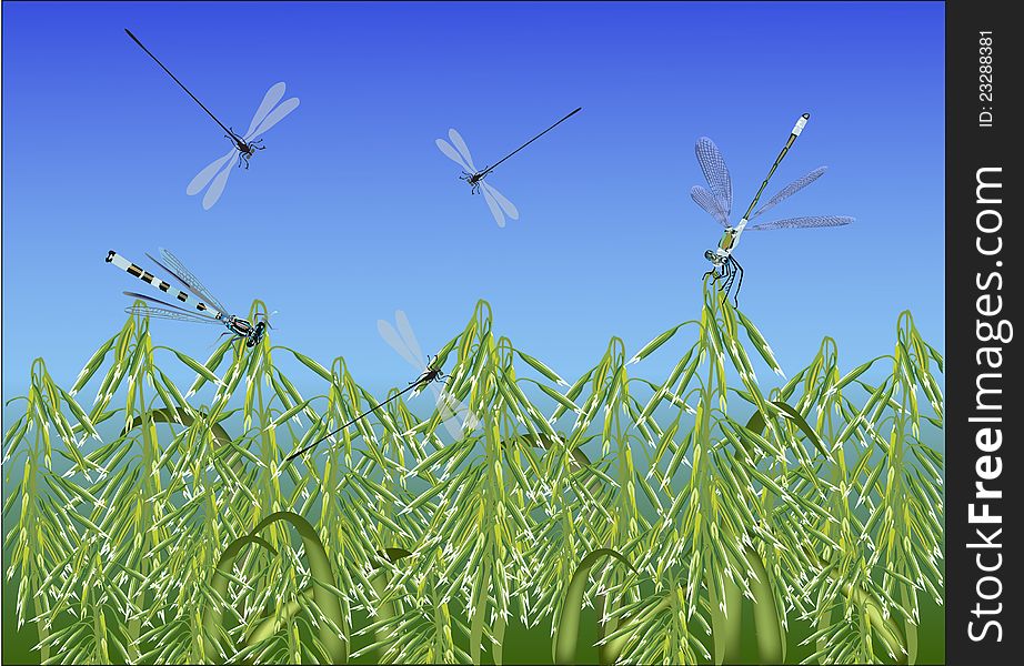 Illustration with dragonflies above oat field