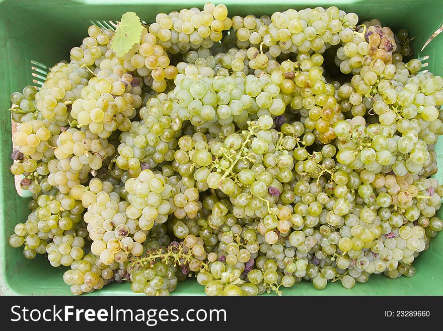 Wreen white wine producing chenin gapes harvested during February season in the wine lands area of the Overberg, Western Cape. Wreen white wine producing chenin gapes harvested during February season in the wine lands area of the Overberg, Western Cape
