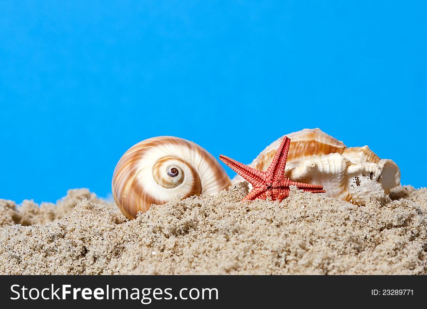 Seashell and starfish on blue background