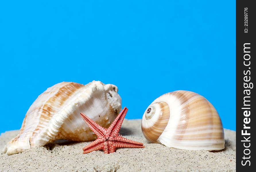 Seashell and starfish on blue background