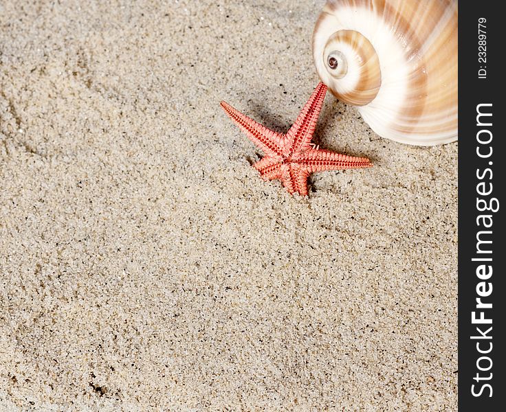 Seashell and starfish in sand