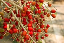 The Red Stems Of Areca Nut. Royalty Free Stock Image The Red Stems Of Areca Nut. Royalty Free Stock Image