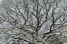 Snowy Branches Royalty Free Stock Photos Snowy Branches Royalty Free Stock Photos