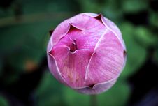 Lotus Royalty Free Stock Photos Lotus Royalty Free Stock Photos