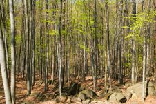 Spring Forest Royalty Free Stock Image Spring Forest Royalty Free Stock Image