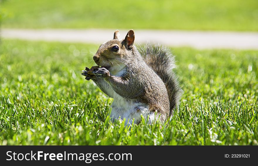 Typical squirrel of American parks. Squirrels are indigenous to the Americas, Eurasia, and Africa and have been introduced to Australia. Squirrels are first attested in the Eocene, about 40 million years ago, and are most closely related to the mountain beaver and to the dormice among living species.