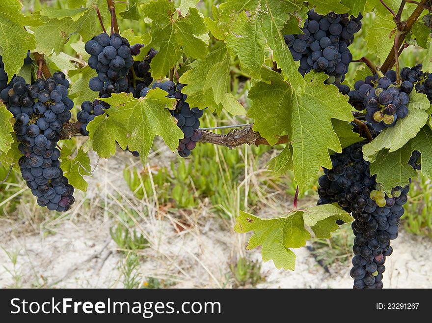 Clusters of ripe small dark red Shiraz wine producing grapes on a vine branch in a vineyard. Clusters of ripe small dark red Shiraz wine producing grapes on a vine branch in a vineyard