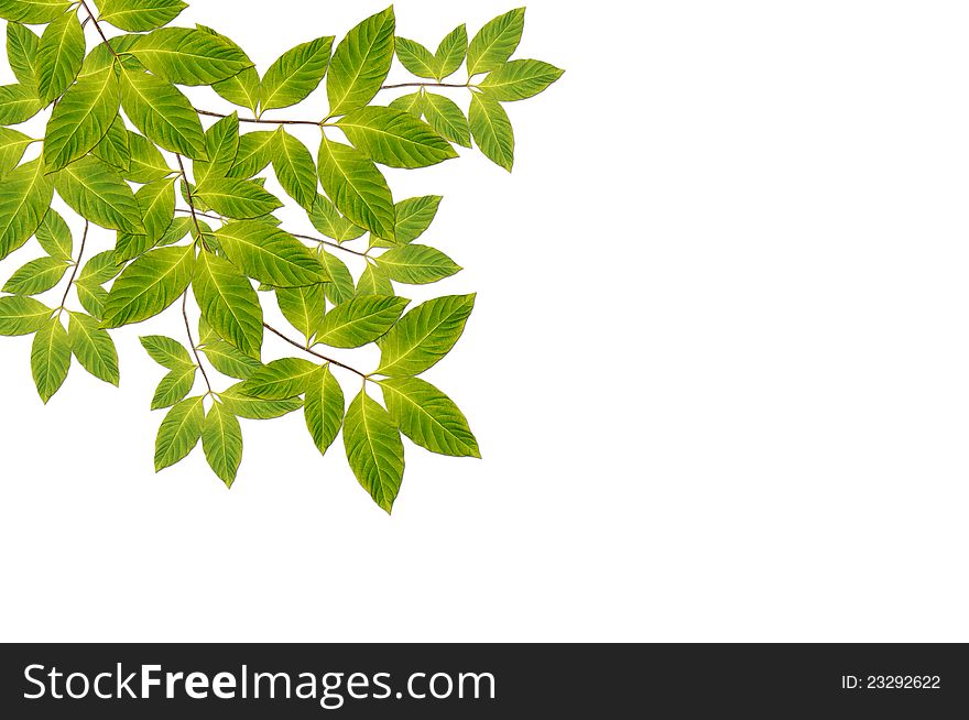 Branch with green leaves background for decoration. Branch with green leaves background for decoration