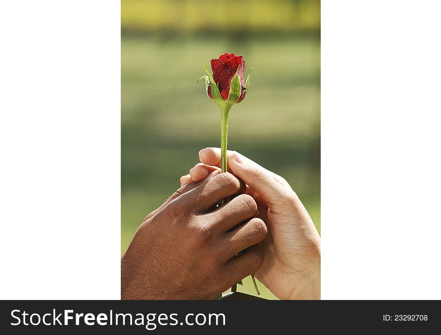 Outdoor shot of Lovers hands with flower