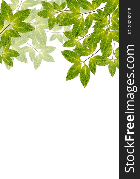 Fresh green leaves on white background