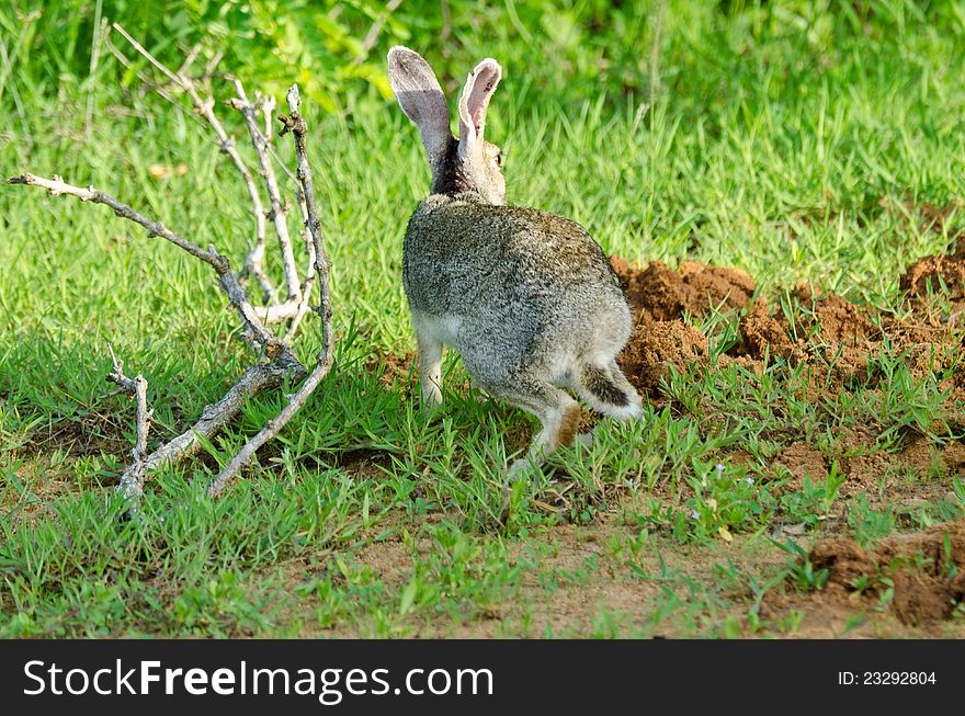 Sri Lanka black-naped hare, Rabbit. Sri Lanka black-naped hare, Rabbit