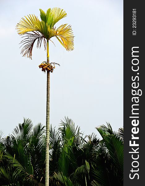 Betel palm in garden,Thailand. Betel palm in garden,Thailand