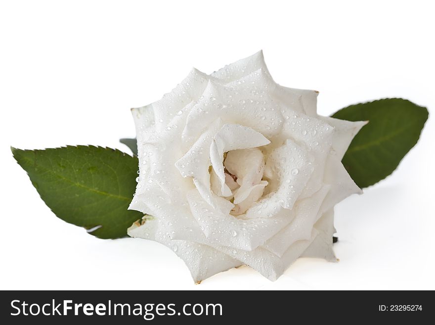 White rose on white background. Closeup. White rose on white background. Closeup
