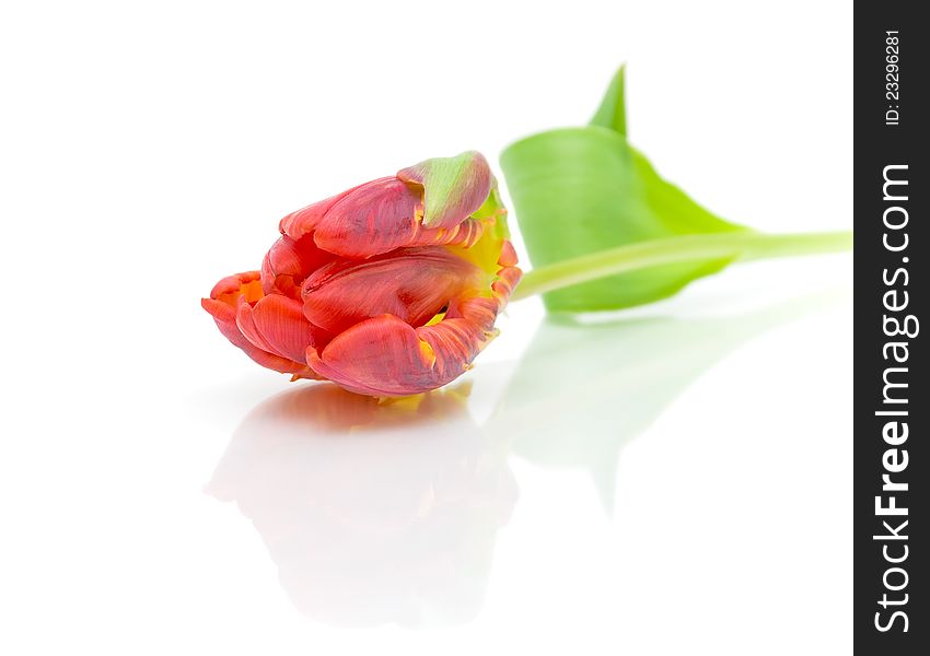 Red tulip on a white background with reflection closeup