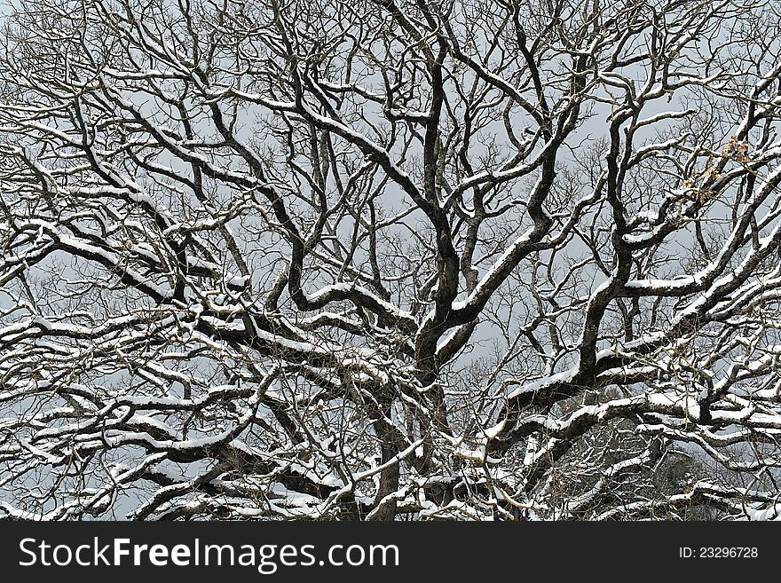 The canopy of an oak tree in winter with bare branches covered with snow. The canopy of an oak tree in winter with bare branches covered with snow