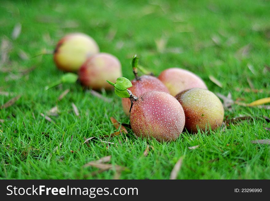 Fresh passion fruit in the garden