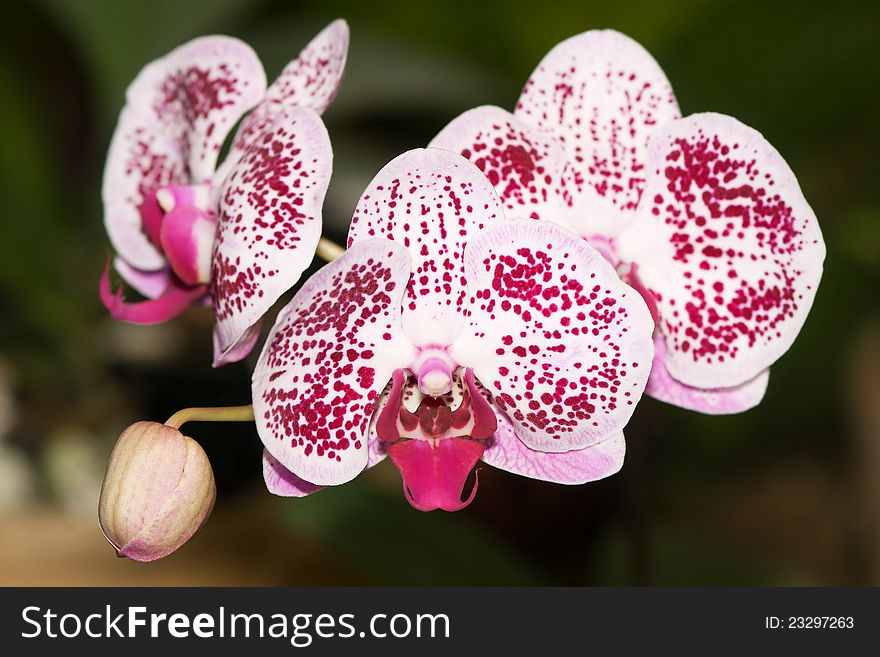 Blooming purple orchid close up