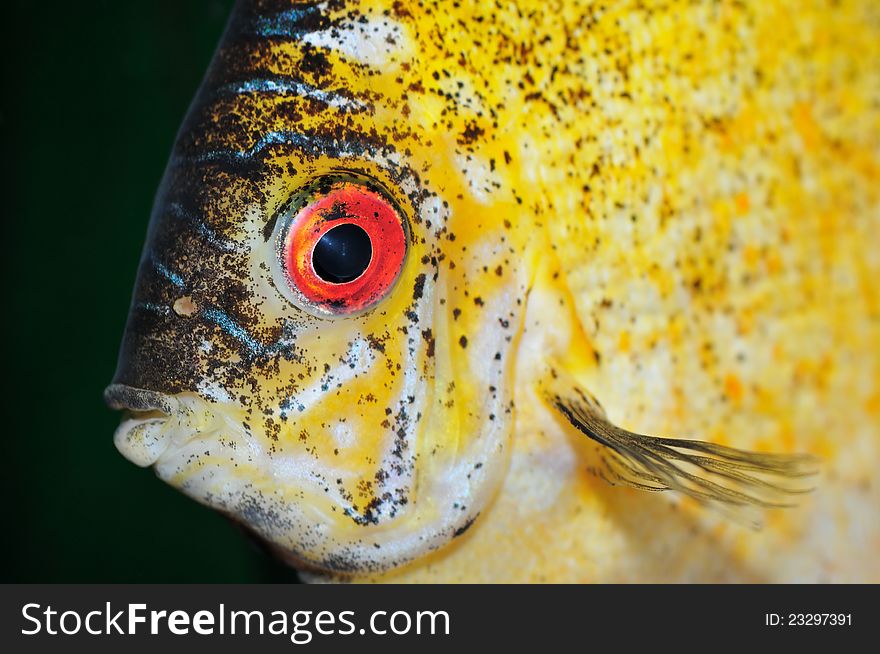 Detail of tropical fish in the marine aquarium. Detail of tropical fish in the marine aquarium