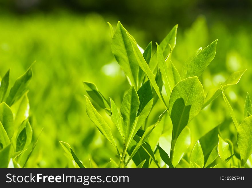 Plantation laurel bush sunny day. Plantation laurel bush sunny day.