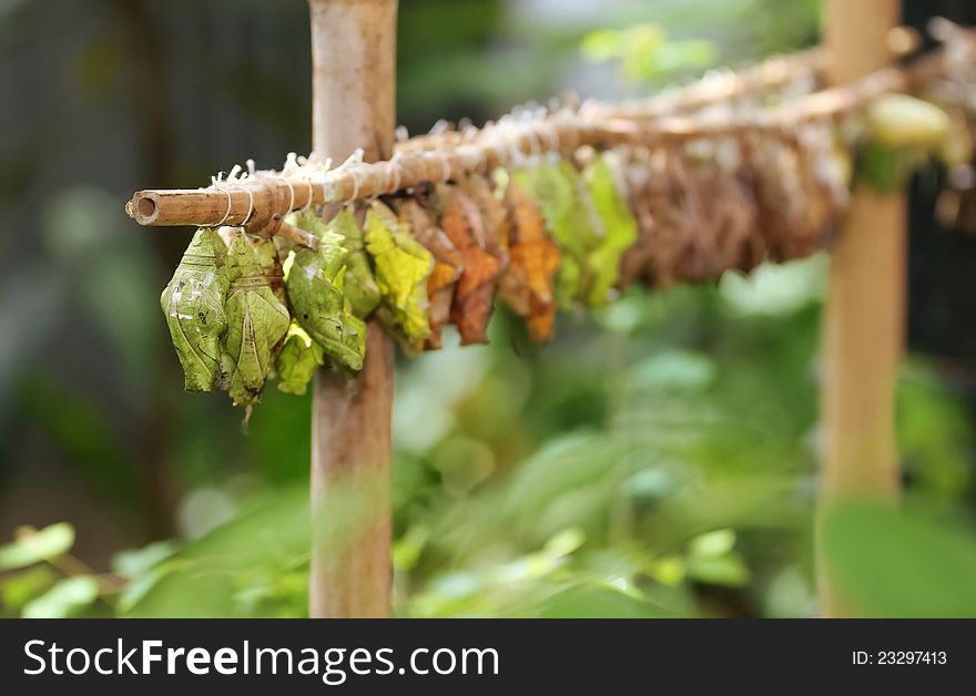 Butterfly Farm