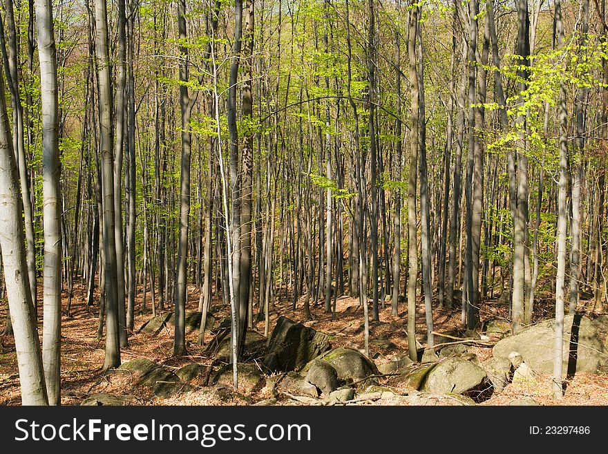 Spring beech forest with green leaves. Spring beech forest with green leaves