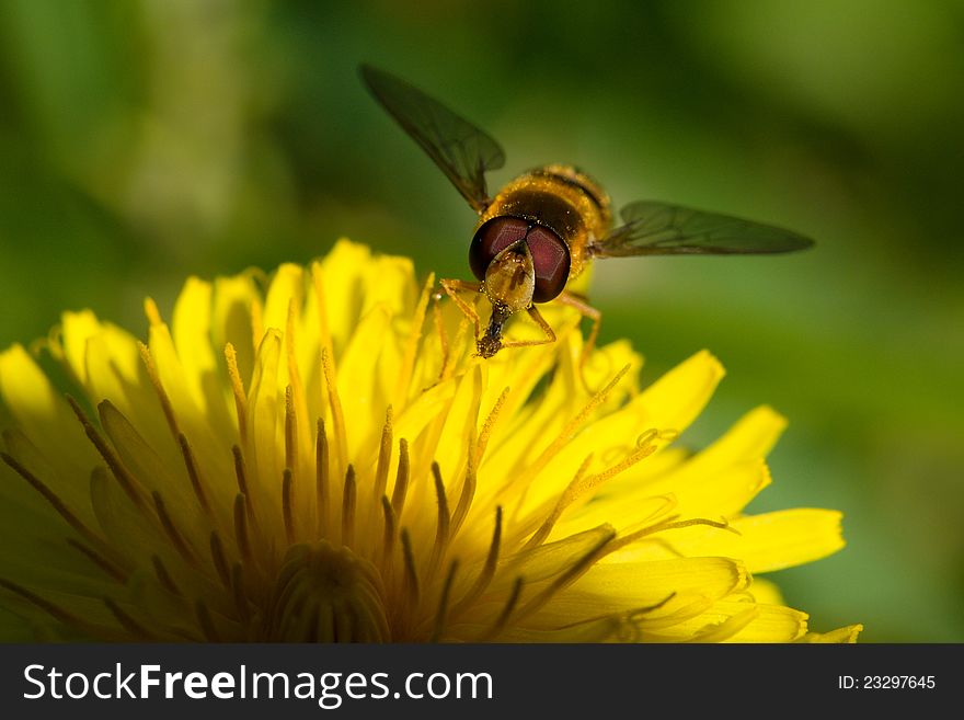 Episyrphus sitting on a blooming yellow kytce. Episyrphus sitting on a blooming yellow kytce