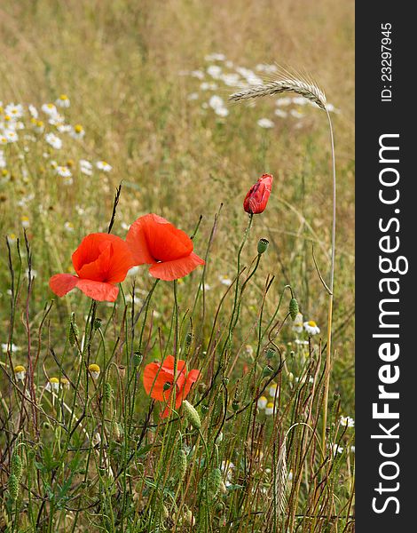 Poppies in a field